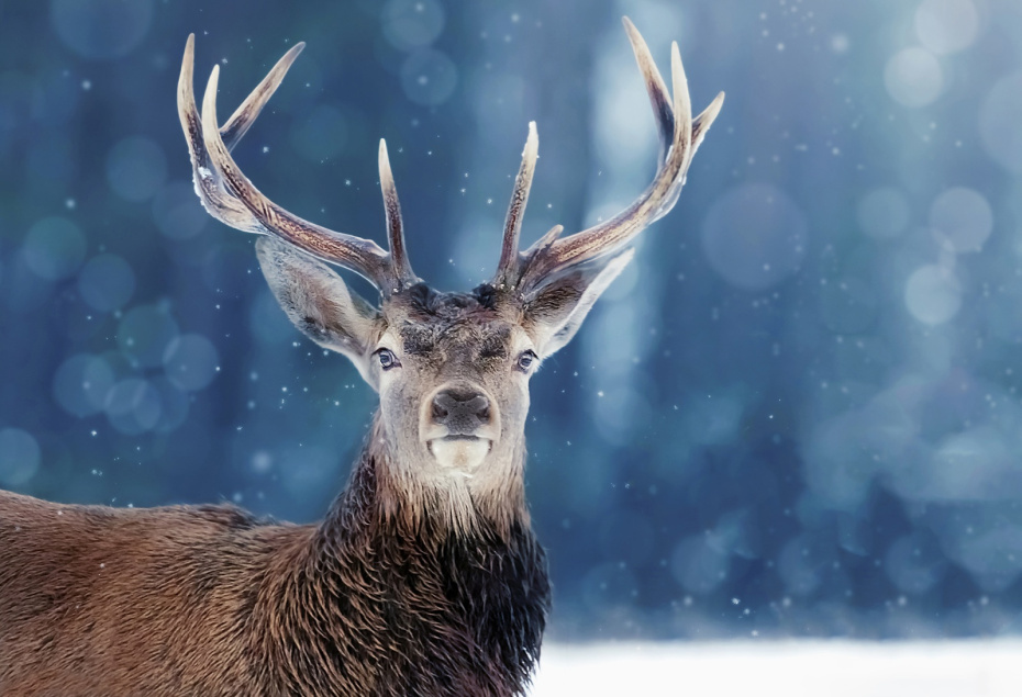    Shutterstock/FOTODOM