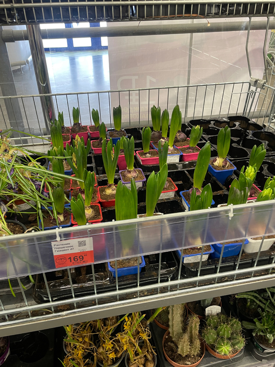 В продаже гиацинты, но в «Пятерочке» они дешевле 