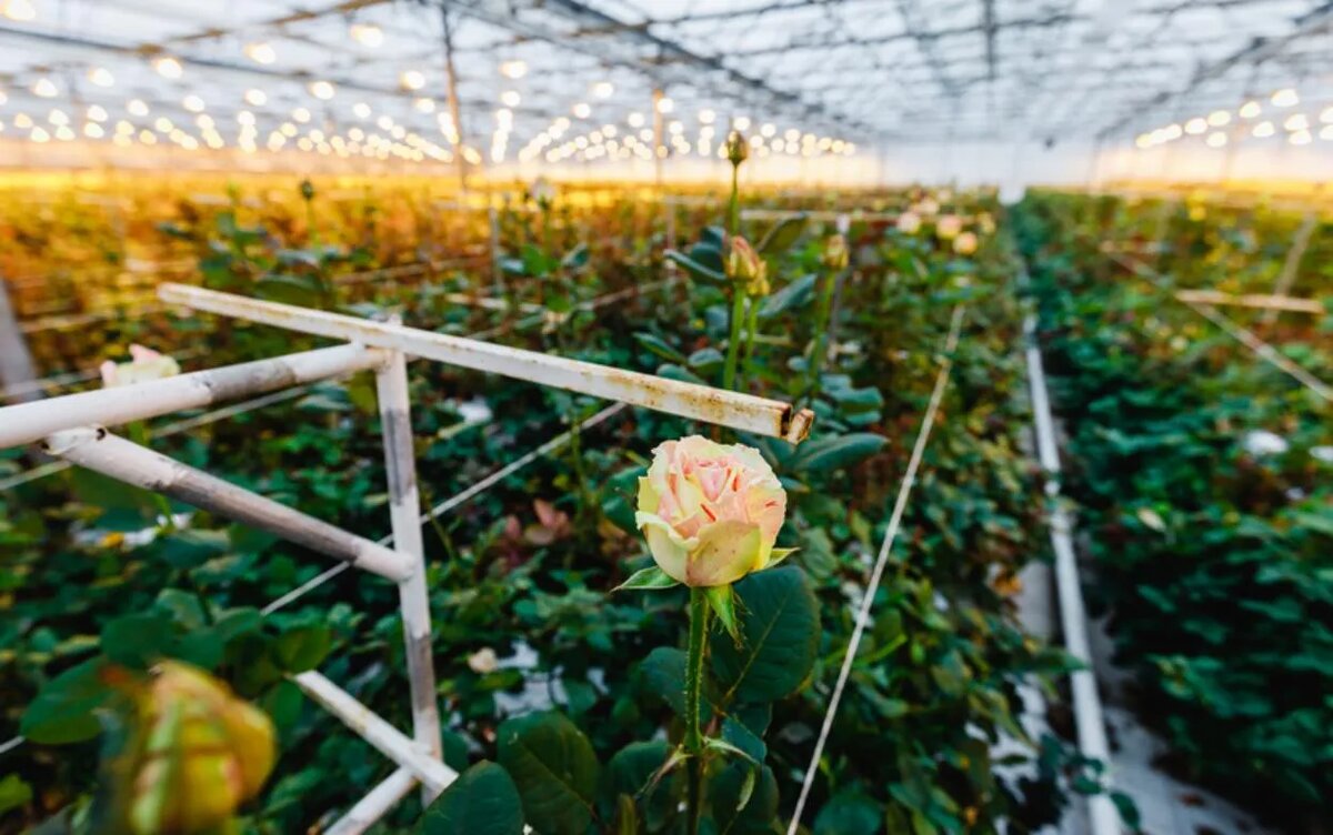    Более 55 млн цветов собрали за год в Удмуртии