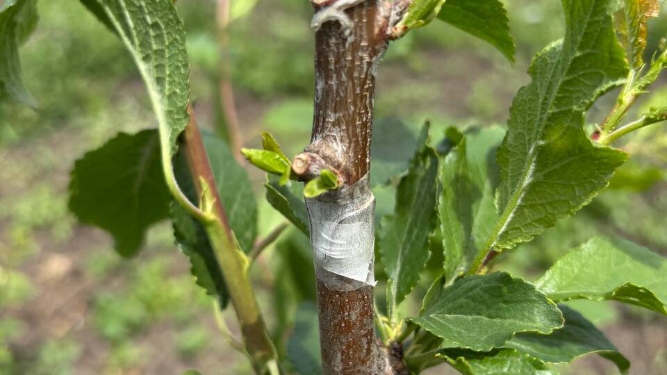Уважаемые клиенты и тот кто планирует им стать! Мы начинаем операцию прививки деревьев