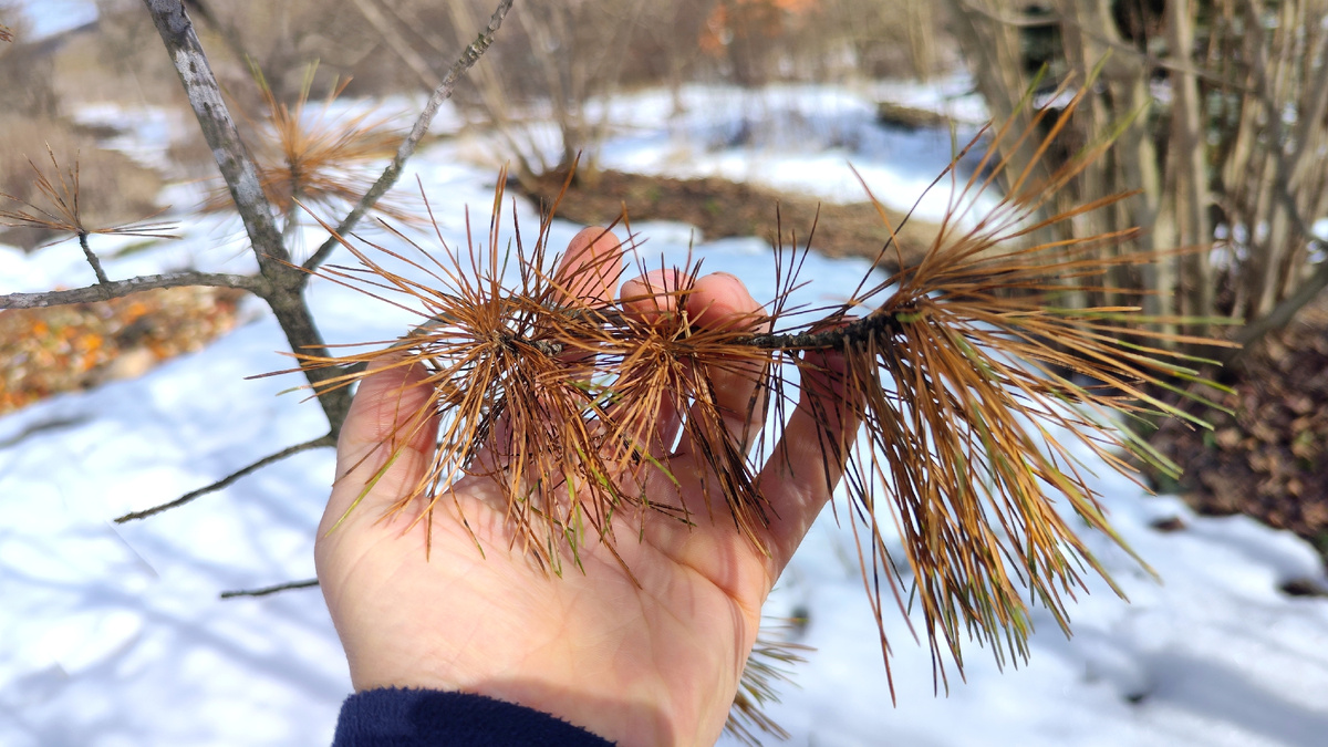 Очередной засохший кедр. Ещё осталось несколько зелёных иголок, но деревце уже погибло