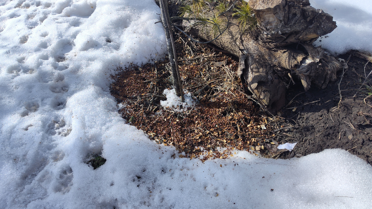 Этот кедрик также достаточно глубоко посажен
