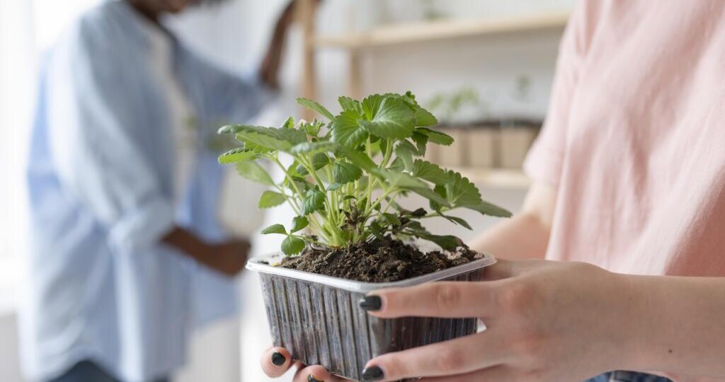 Зеленый подоконник: Как вырастить крепкую рассаду, даже если вы новичок