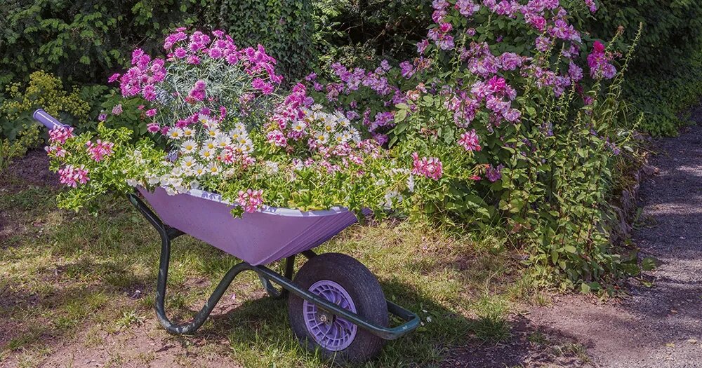 Чем подкормить цветы: несколько секретов пышного цветения и здоровья