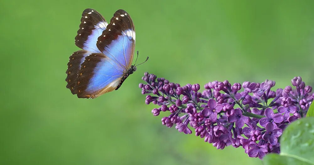 Чем подкормить сирень для роскошного цветения: стратегия на сезон