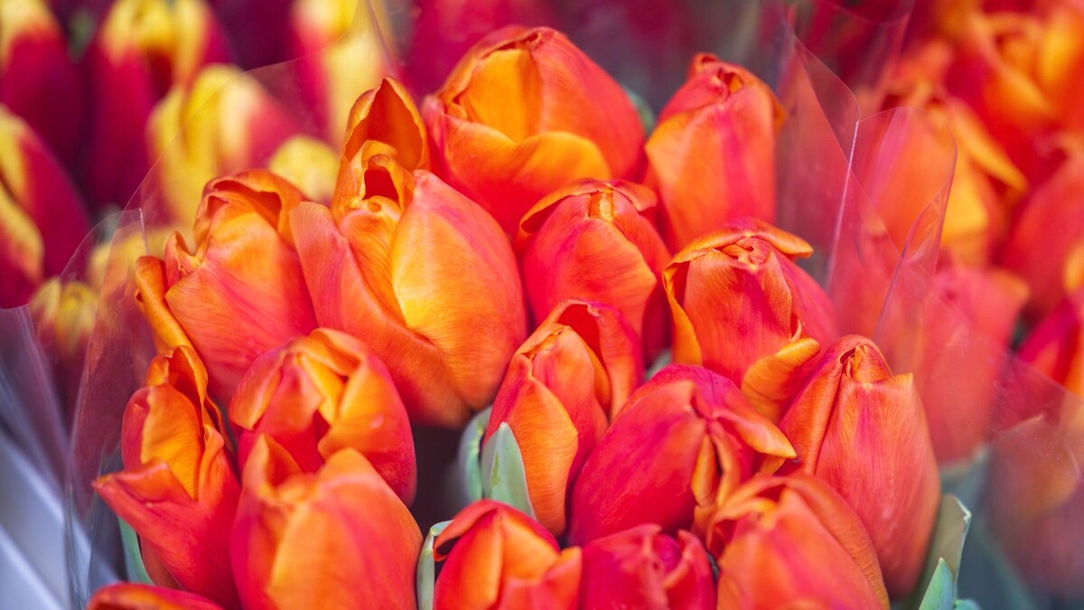    Фото: Федор Воронов/Shutterstock/Fotodom