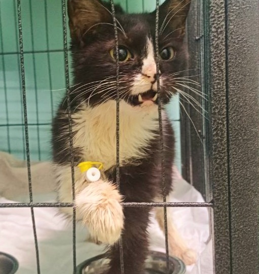 Кризис. Приют на грани.