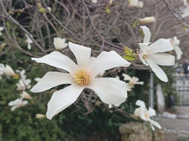 Магнолия Кобус, март 2026 года