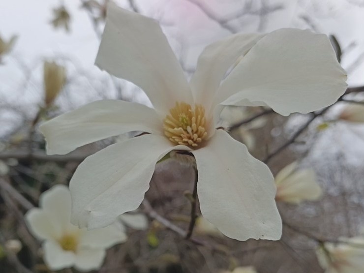 Магнолия Кобус, март 2026 года