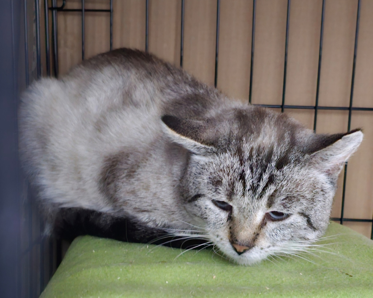 Фото автора. КотЬ. Помогите спасти Котя.