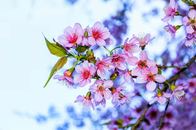 Даты прихода метеорологической весны в разных регионах России.