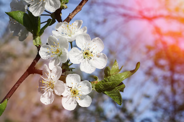 В России метеорологическая весна (климатическая весна) считается наступившей, когда среднесуточная температура начинает превышать 0 °С. 