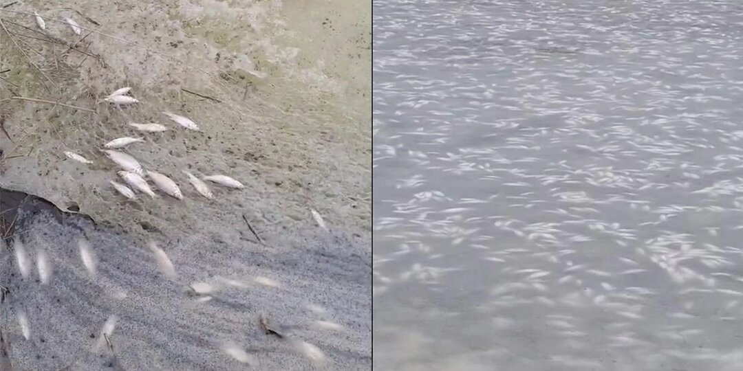 В Росрыболовстве по итогам анализа назвали причины гибели рыбы в Ейском лимане