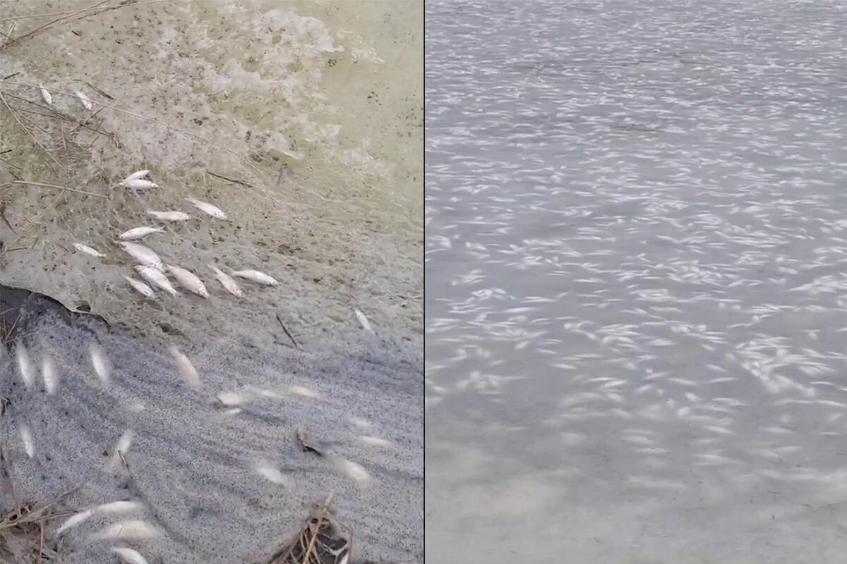    Скриншот видео t.me/rakurseisk