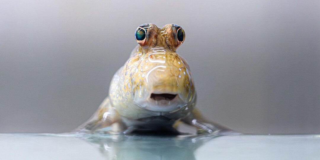 Новые обитатели «Москвариума»