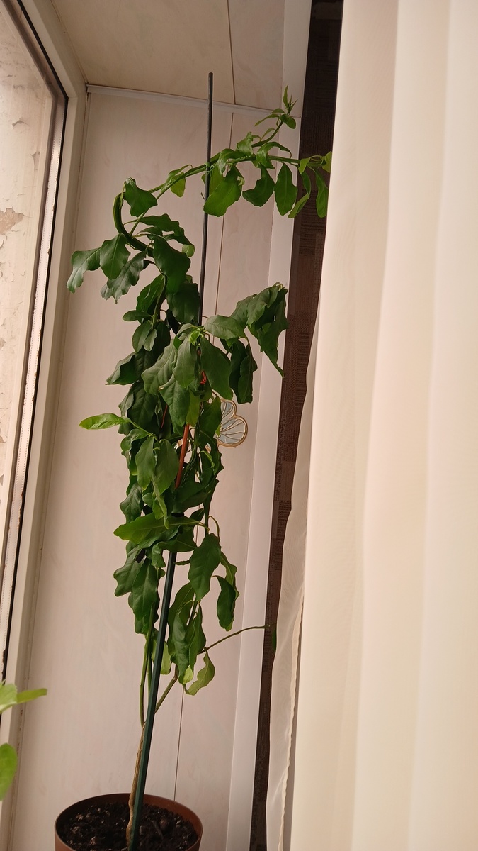 Фото автора кудрявый лимон 🍋