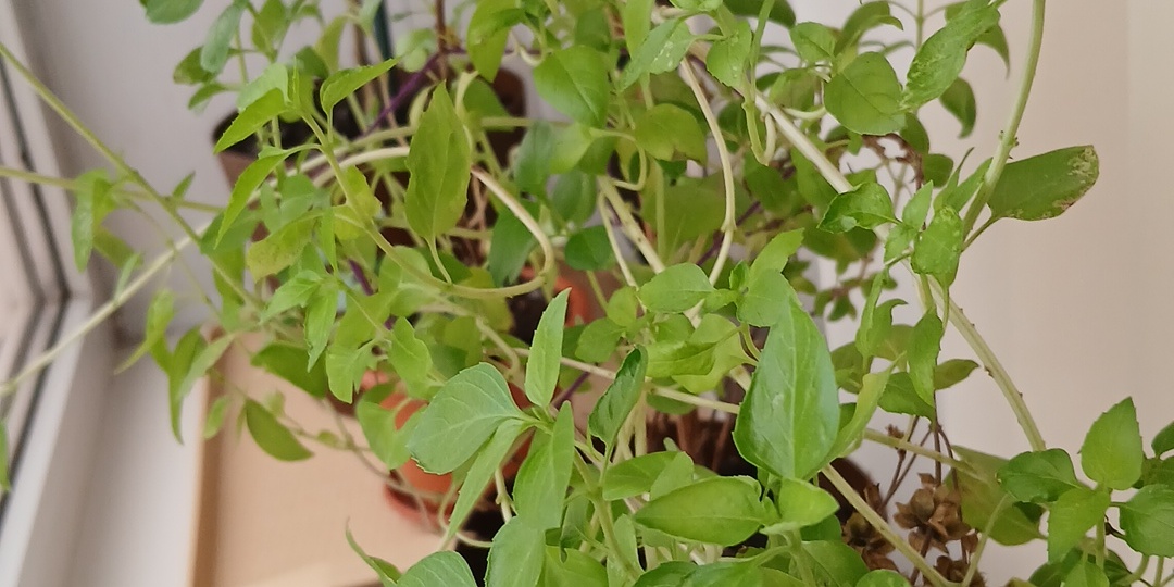 Обзор на семена которые буду сажать!