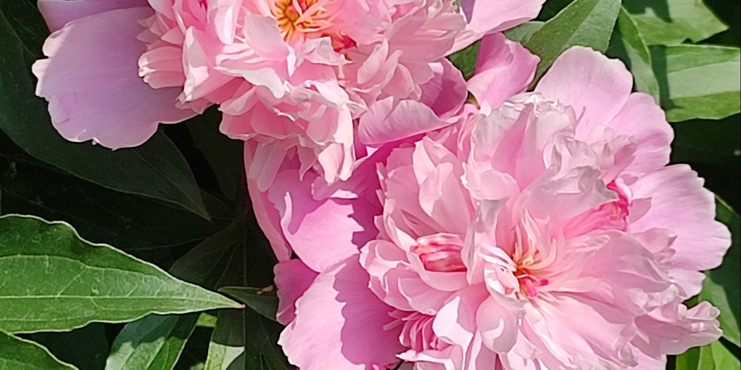 Как размножить пионы и правильно за ними ухаживать