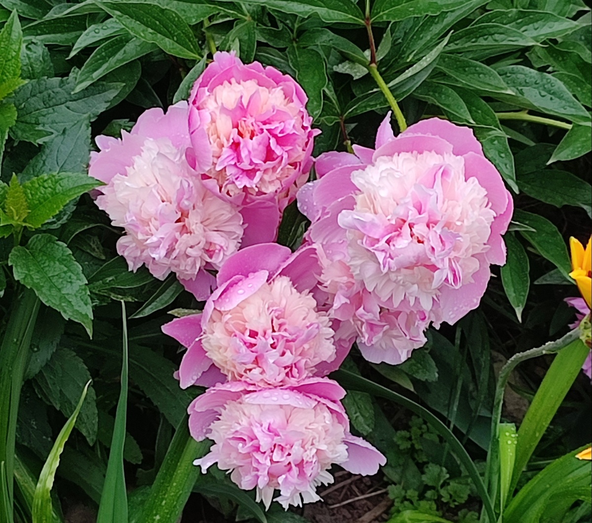 Пионы. Фото автора