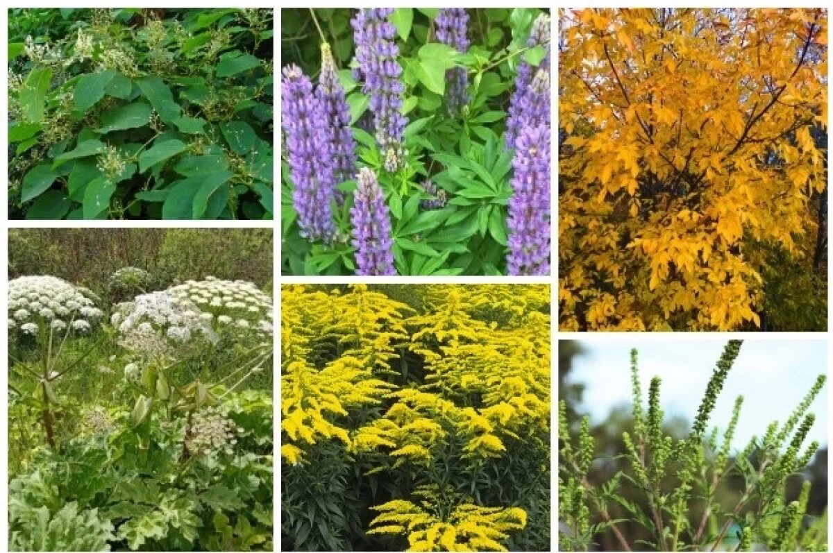    Инвазивные растения — чужеродных виды, которые стремительно распространяются на новых территориях.