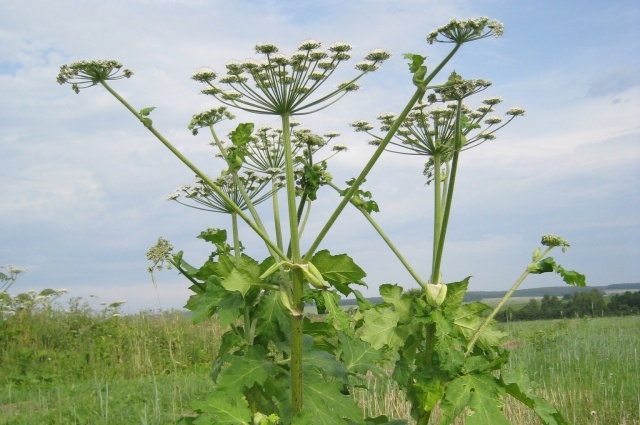    Борщевик. Фото: Commons.wikimedia.org/ Popadius