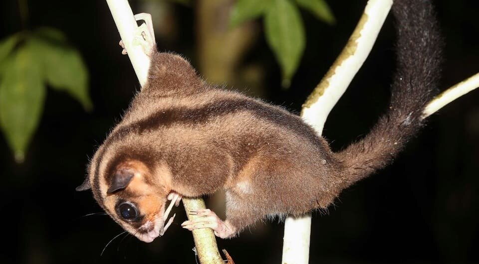   Carlos Bocos / Timothy F. Flannery et al. / Records of the Australian Museum, 2026