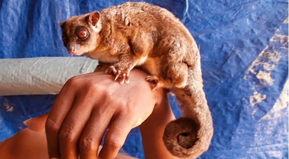   Arman Muharmansyah / Timothy F. Flannery et al. / Records of the Australian Museum, 2026