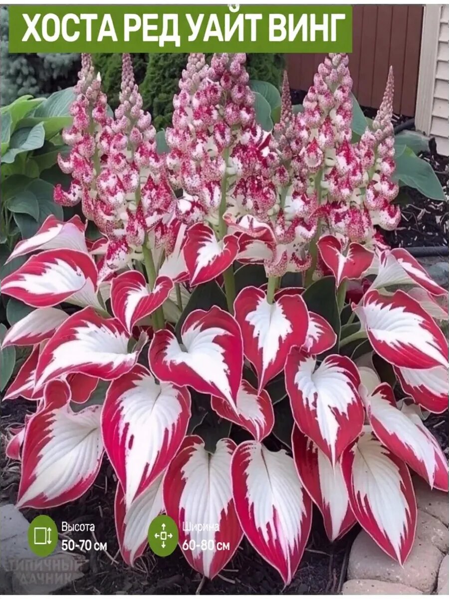 Изображение: www.wildberries.ru листаем и удивляемся