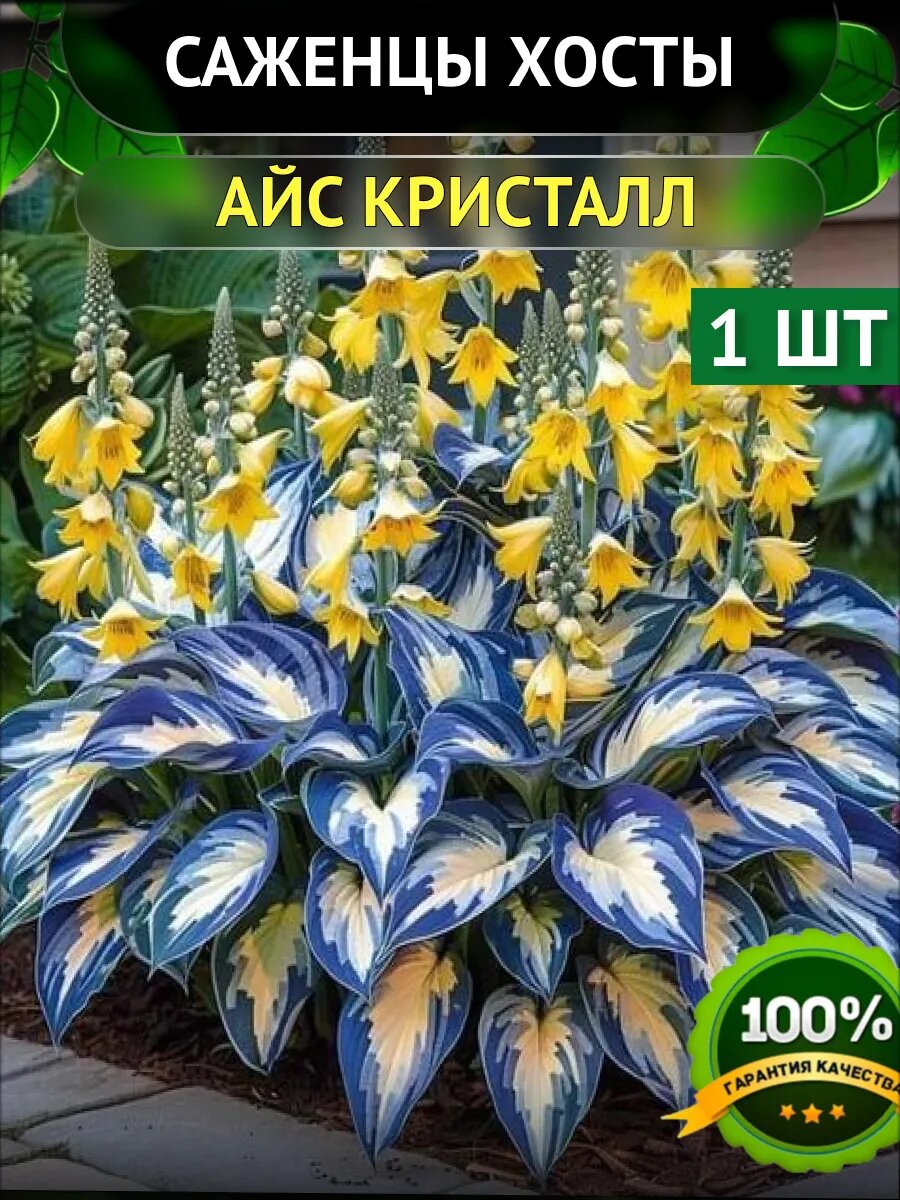 Изображение: www.wildberries.ru 