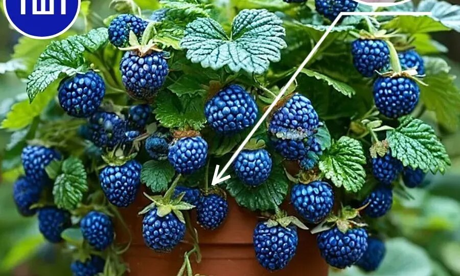 Несуществующие семена заполонили Озон и ВБ: как они выглядят?