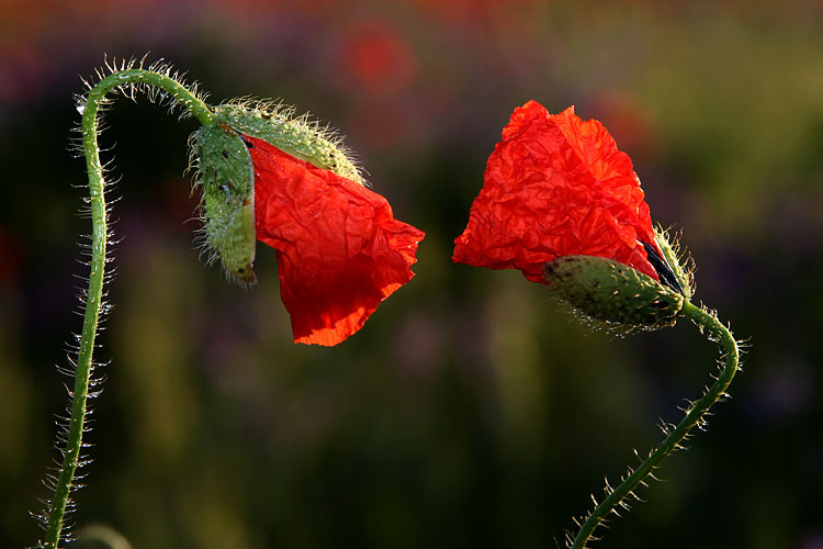 Как желание получить выглядит в энергетическом поле