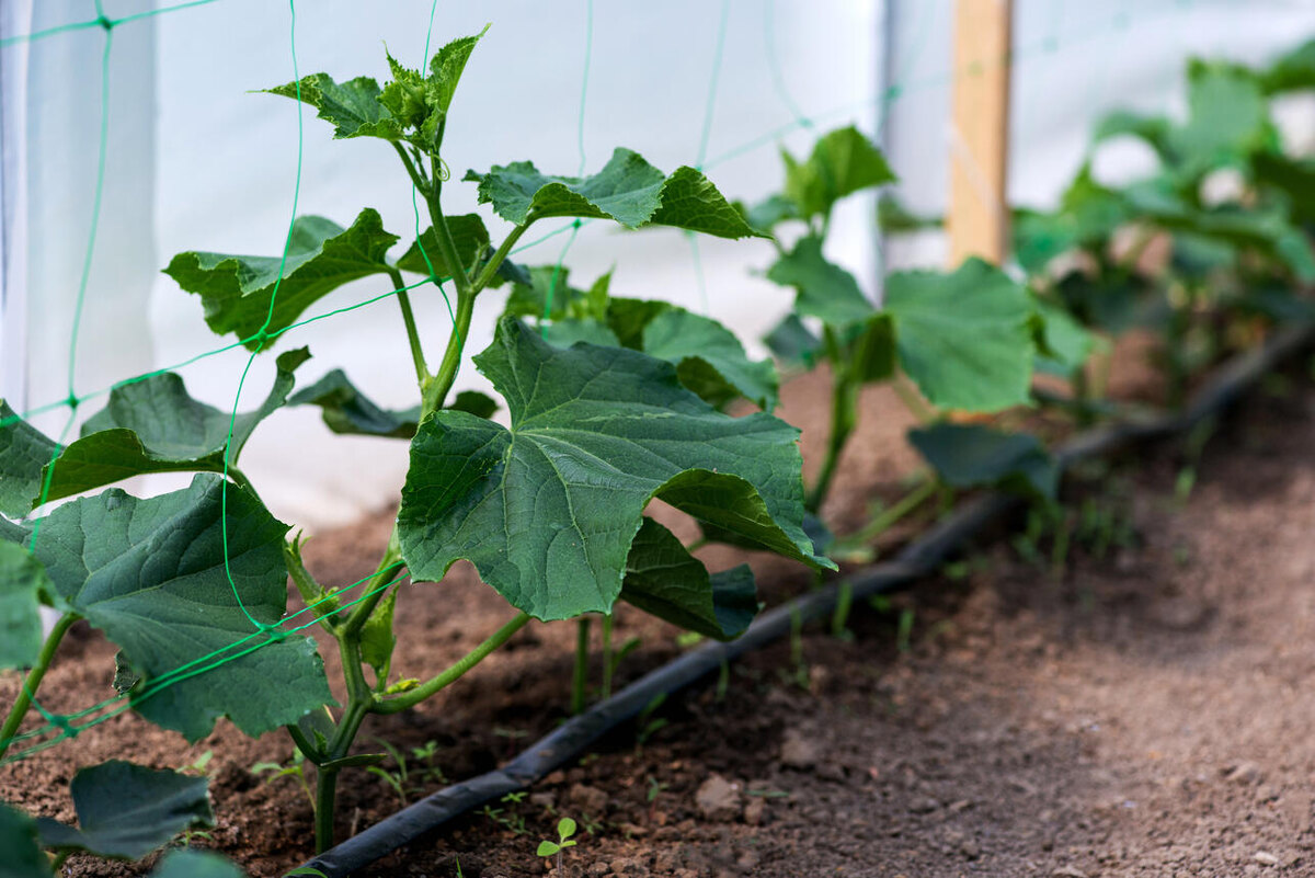     123RF/legion-media.ru