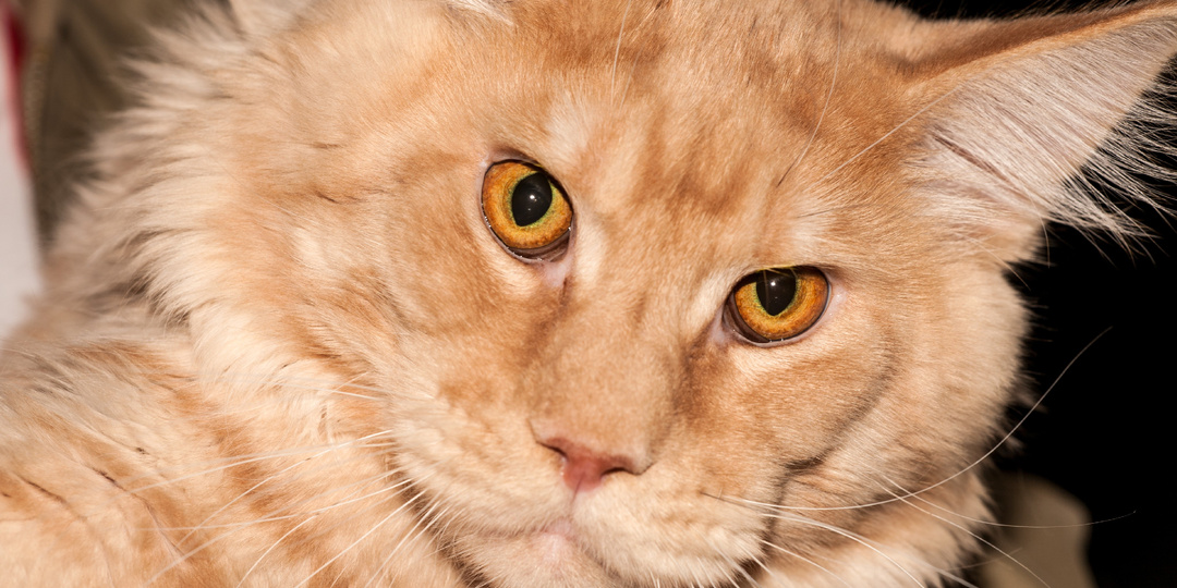 Не отдам тебя никому