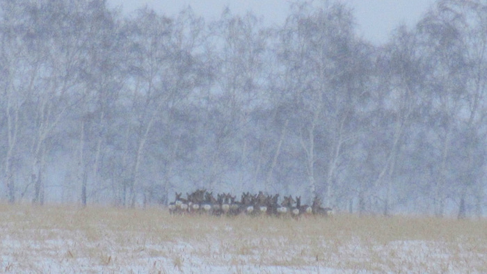    Фото: vk.com/upr_zhivmir