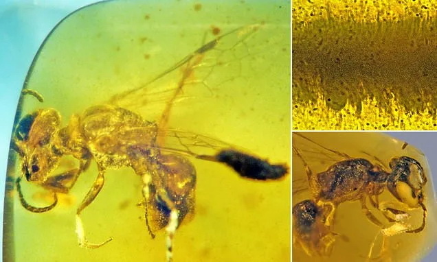 Пчела в янтаре возрастом 100 млн лет. ЯндексКартинки.