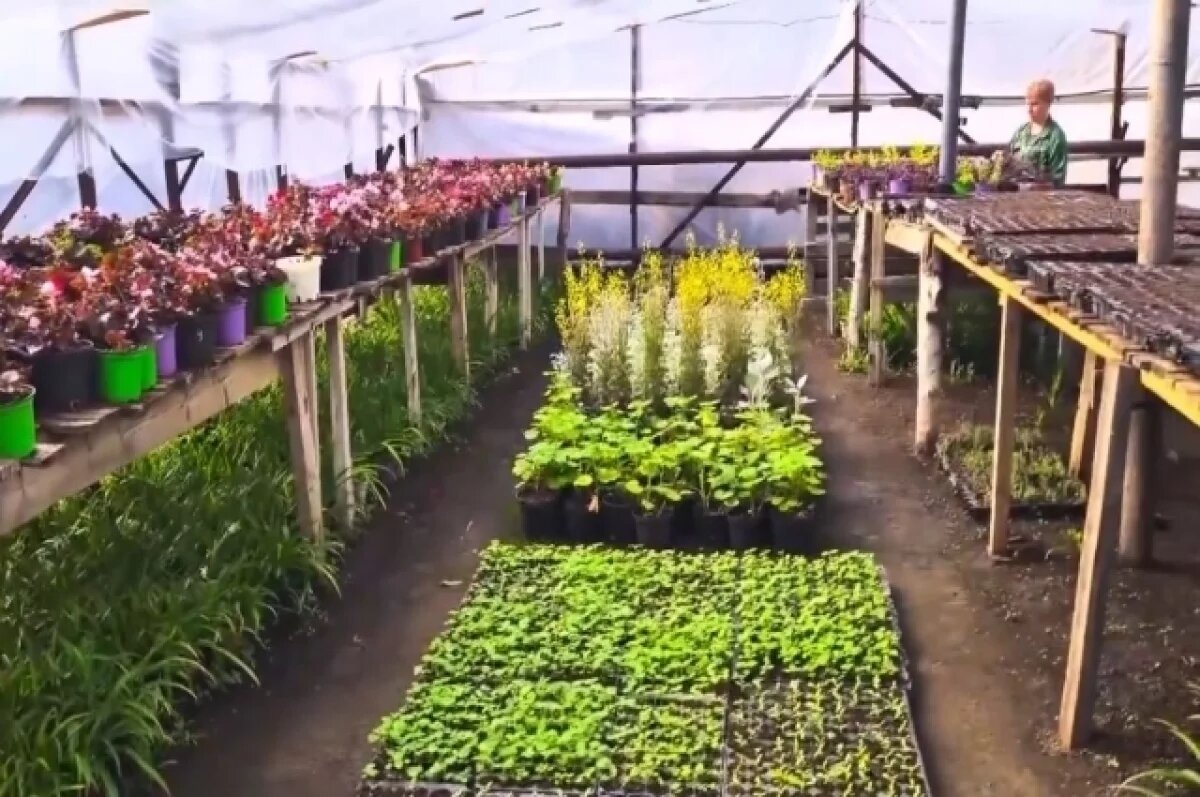    В Астрахани увеличат количество цветов на улицах после модернизации теплиц