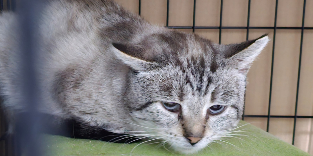 Помогите спасти кота с кладбища.