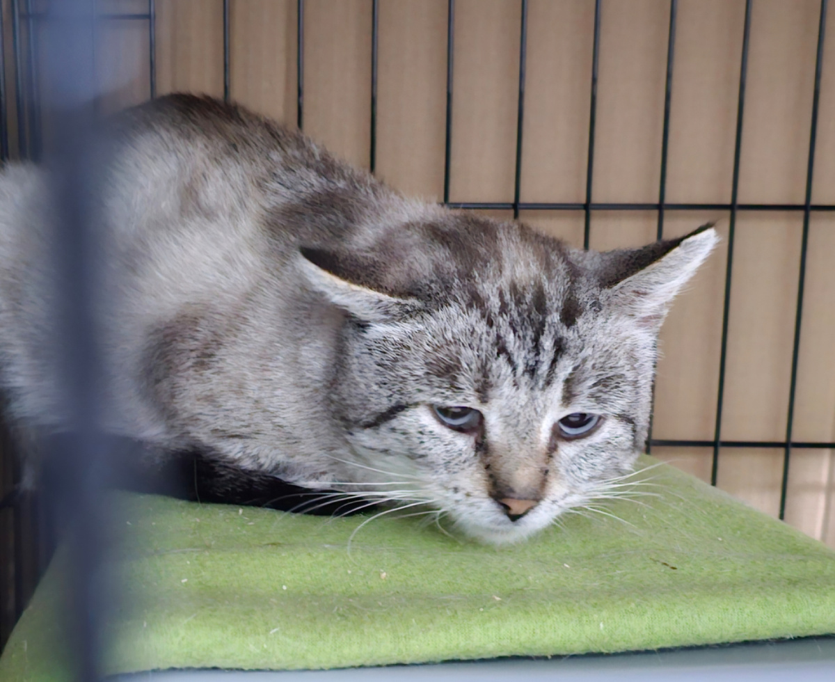 Фото автора. КотЬ помогите ему жить.