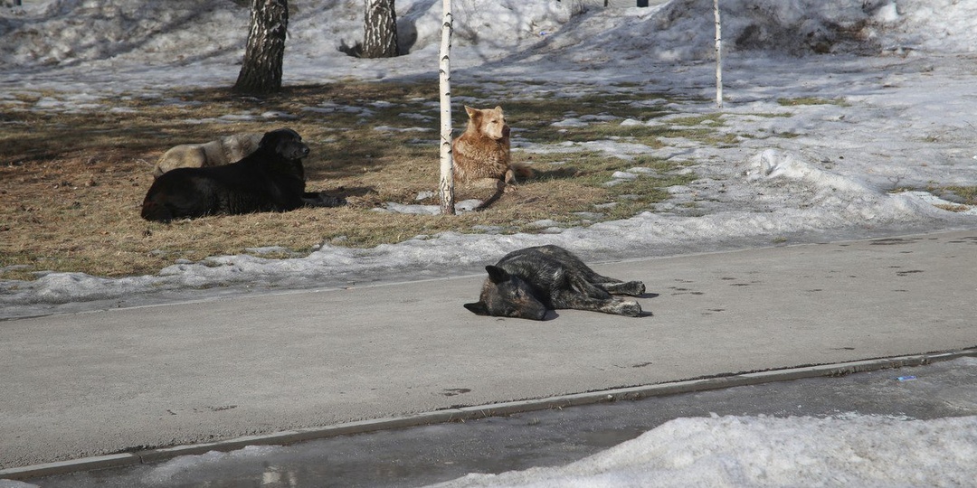Тувинские волонтеры сообщают о массовом отравлении собак в Кызыле