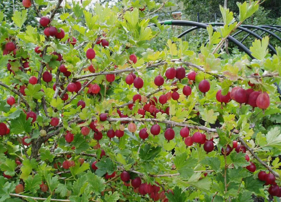 Крыжовник. Фото из открытого источника интернета.
