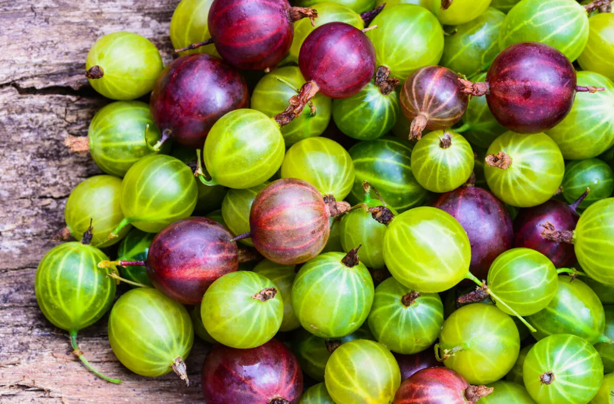 Крыжовник. Фото из открытого источника интернета.