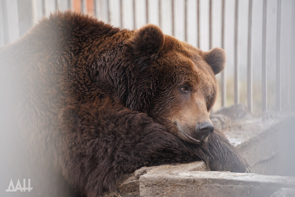    Фото: Донецкое агентство новостей
