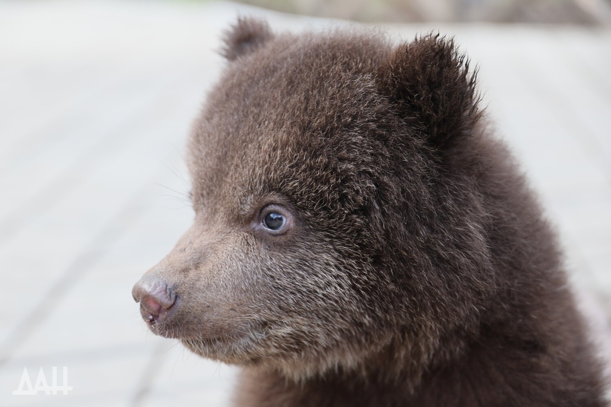    ФОТО: Милые и косолапые. В Мариупольском зоопарке показали молодых медвежат