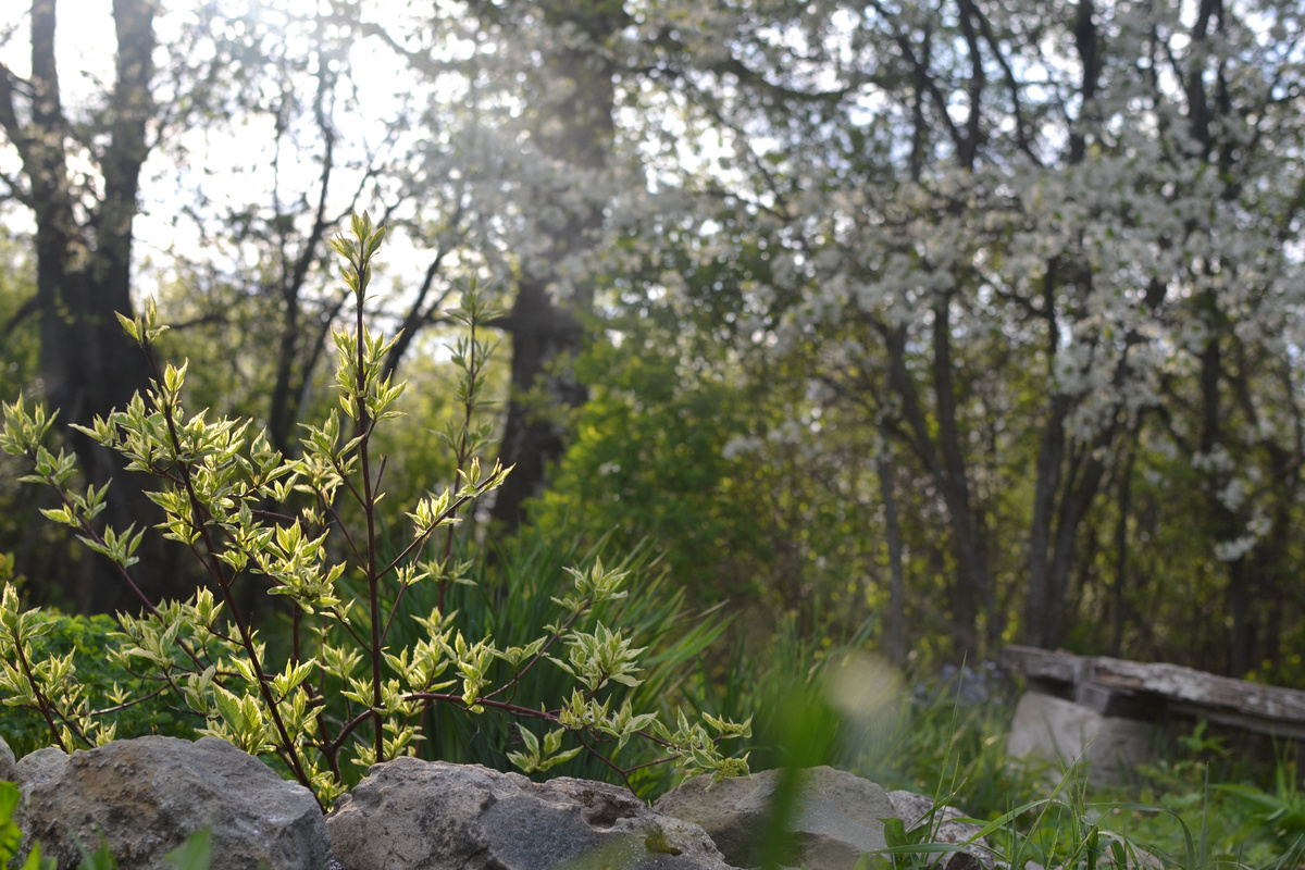 Мой сад в апреле 2025