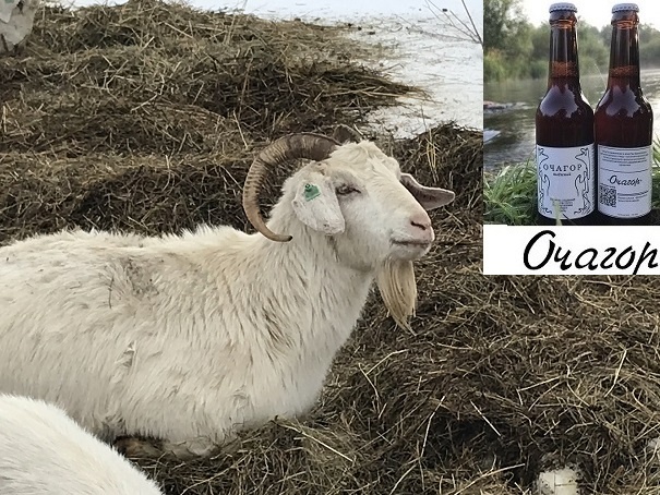 Вот эта  гордая  мечтательница  очень неплохо устроилась на   свежем сене!