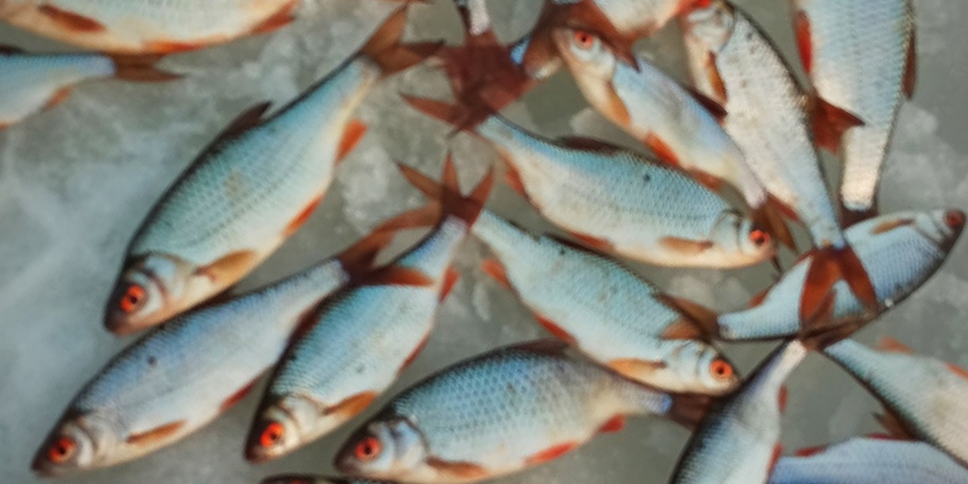 Ловля плотвы в марте: Секреты тонкой оснастки и прикормки, которые работают