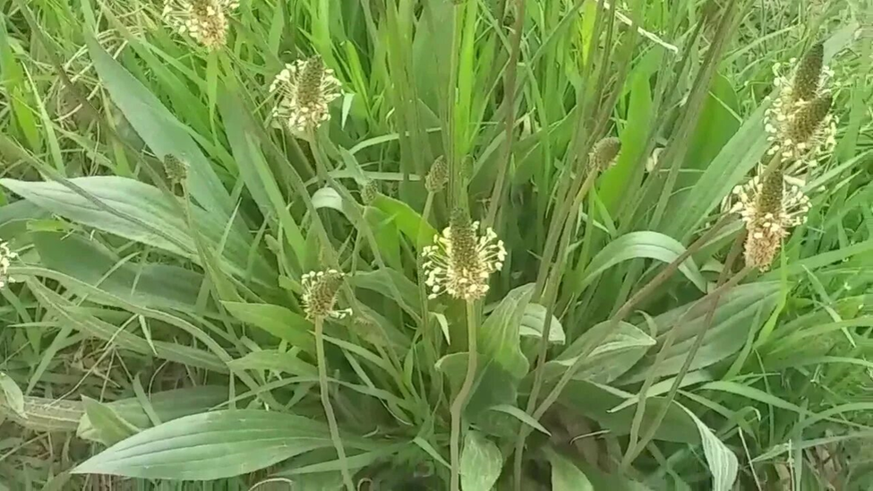 Блошник (Plantago рsуllim L.)