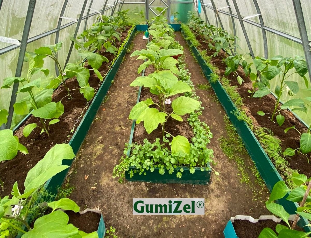 Рассада, выращенная с ГумиЦел 01.мая 2024 г. Московская область.