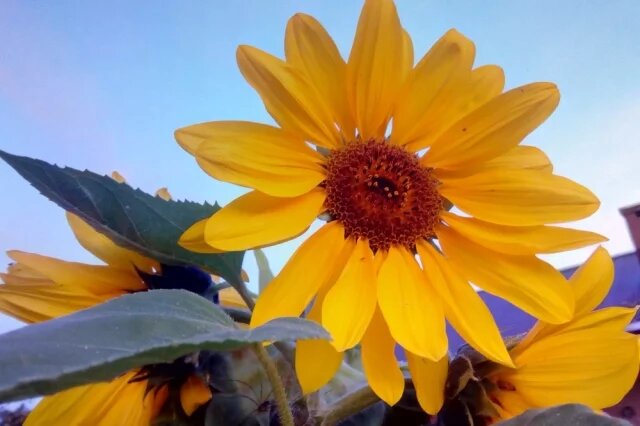    Почему на 8 марта не стоит дарить подсолнухи?