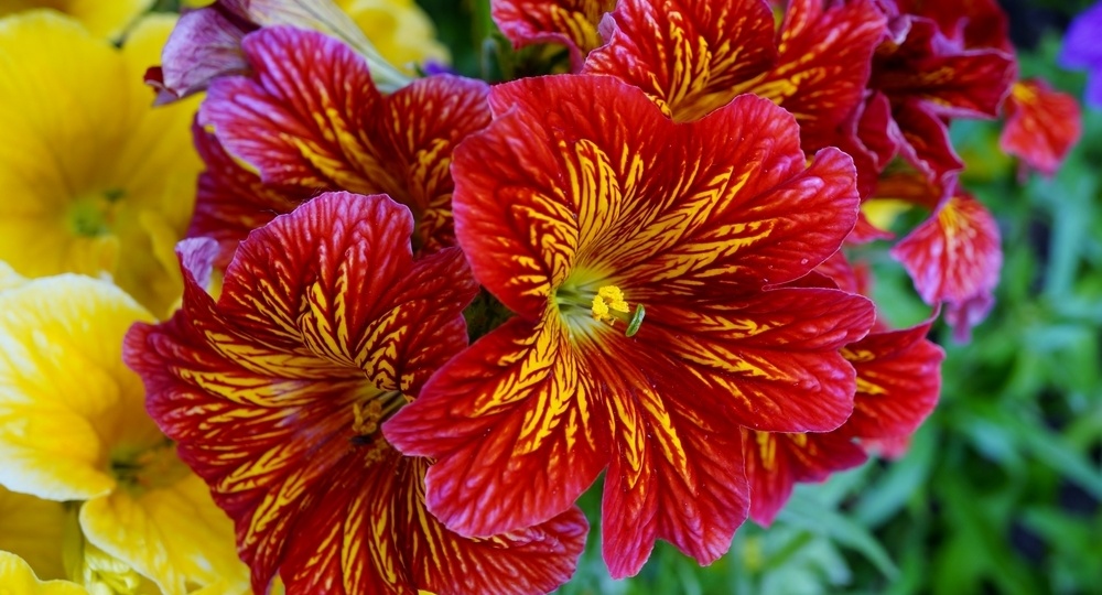 Не цветок — произведение искусства. Как вырастить нежный сальпиглоссис из семян